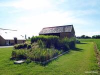 ANC_plante_roseaux (Agrandir l'image).